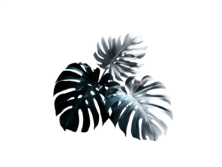 Overlapping layered shadow silhouettes of different tropical leaves on a white surface, minimalist artistic overlay style, isolated to transparent background