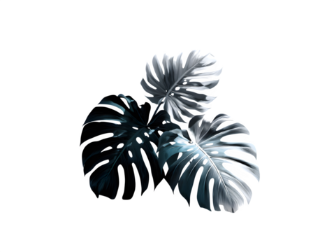 Overlapping layered shadow silhouettes of different tropical leaves on a white surface, minimalist artistic overlay style, isolated to transparent background
