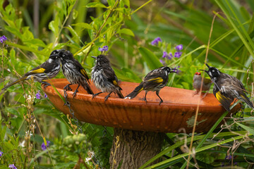 New Holland Honeyeaters (Phylidonyris novaehollandiae) at a bird bath, Narooma, NSW, January 2025