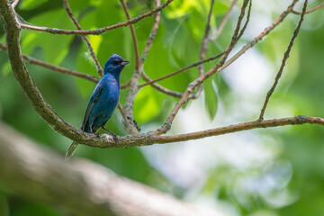 Closeup of a male indigo bunting perched in a tree.
