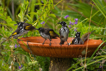 New Holland Honeyeaters (Phylidonyris novaehollandiae) at a bird bath, Narooma, NSW, January 2025