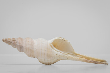 New Holland Spindle (Fusinus novaehollandiae), Narooma, NSW, January 2023