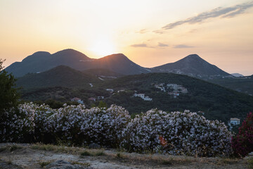 Sunset Over Lush Hills with Flowering Bushes