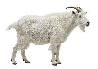 Obraz premium White mountain goat standing isolated on transparent background