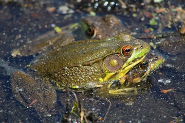 Two green frogs mating in pond water 