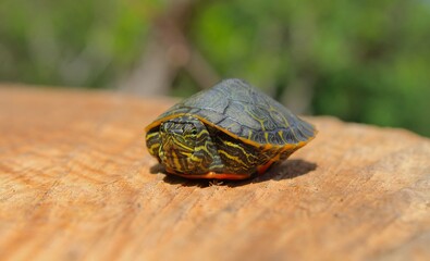 Small red-bellied turtle resting on wood