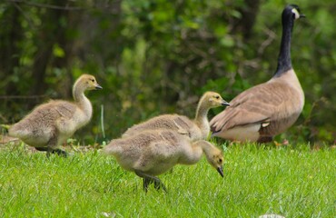 Family of Canada geese and goslings feeding on grass at a park