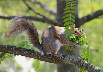Squirrel sitting on a tree branch with a pile of leaves 