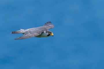 日本海をバックに颯爽と飛ぶハヤブサ成鳥