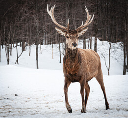Wild deer with large antlers standing alert in a snowy forest. A striking winter wildlife scene in natural Canadian woodland surroundings.
