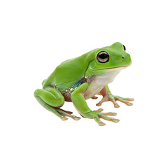 Obraz premium Small green toy frog figurine, isolated on white background