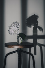 紫陽花
