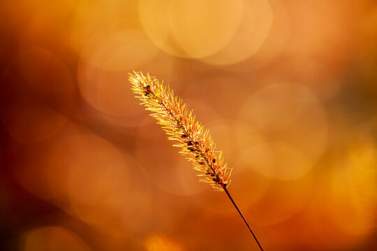 A close-up of the setaria, the beautiful setaria