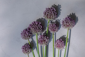にんにくの花