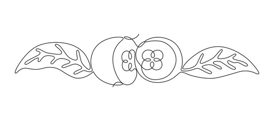 Loquat fruit in a section with leaves and seeds, drawn in a continuous line in the minimalist style, abstraction, medlar, tropical fruits, bowl-shaped tree, one line, editable vector contour.