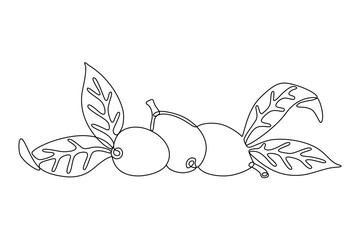 Loquat fruit with leaves drawn with continuous line in minimalism, abstract, medlar, tropical fruits, cup tree, one line, editable vector contour.