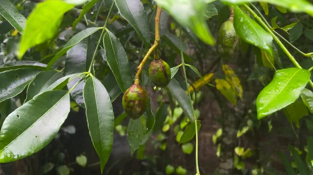 Close-up of green leaves and two ripening Ambarella tropical fruits on a tree branch with drops of rain water.