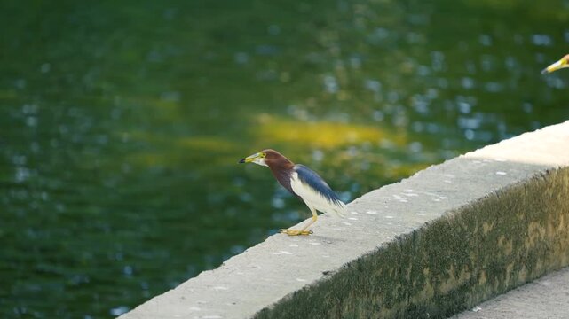 pond heron (Ardeola bacchus) eating loach in pond