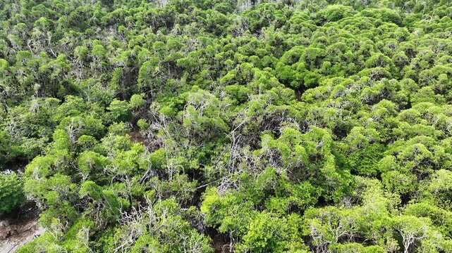 An extensive mangrove forest on a small island near Adonara is home to a vast Sunda flying fox colony, Acerodon mackloti. This tropical region in the Lesser Sunda Islands harbors high biodiversity.
