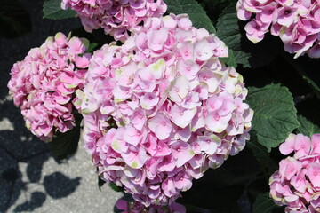 pink hydrangea flowers
