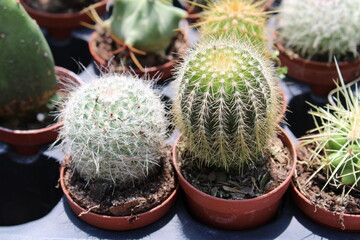cactus in a pot
