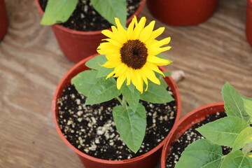 sunflower in a pot