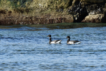 岩場に浮かぶコクガン
