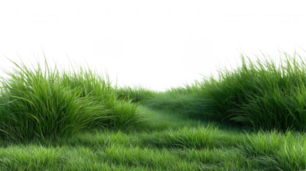 Green Grassy Field