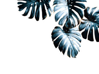 Overlapping layered shadow silhouettes of different tropical leaves on a white surface, minimalist artistic overlay style, isolated to transparent background