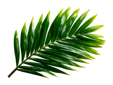 Palm frond with long feathered blades, diagonally positioned for maximum cutout clarity, isolated to transparent background