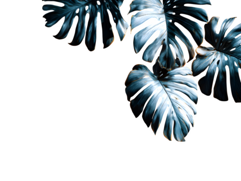 Overlapping layered shadow silhouettes of different tropical leaves on a white surface, minimalist artistic overlay style, isolated to transparent background