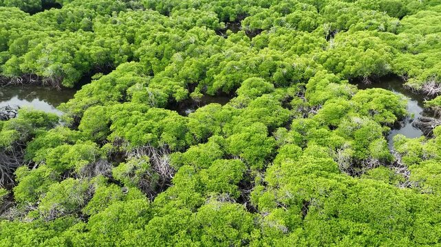 An extensive mangrove forest on a small island near Adonara, Indonesia. This tropical region in the Lesser Sunda Islands harbors high biodiversity.