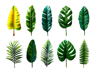 Set of tropical leaves (banana, rubber, fern) each spaced out individually for clean cutout clipping, white background, isolated to transparent background