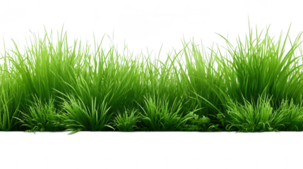 Vibrant Green Grass Field