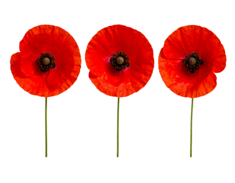 red poppies isolated on white background