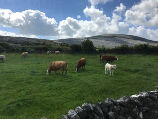 cows on the meadow