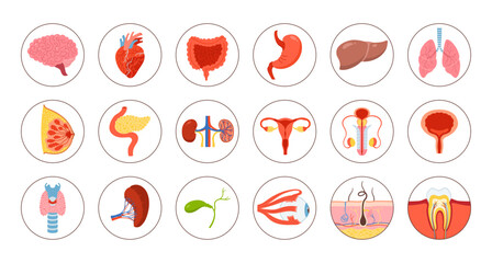 Human organs educational sticker set. Cartoon lung, brain, heart kidneys, liver stomach, reproductive system female male skin hair tooth eye body elements collection. Vector flat illustration icon set