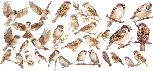 sparrow watercolor clipart   sparrow clipart for graphic resources © dian's