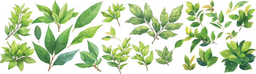 Sassafras leaf watercolor clipart | Sassafras leaf clipart for graphic resources