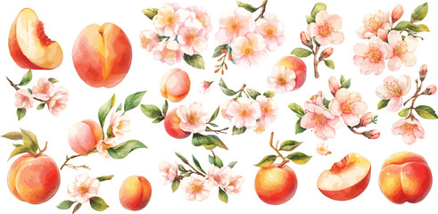 peach and peach blossom watercolor clipart | peach and peach blossom clipart for graphic resources