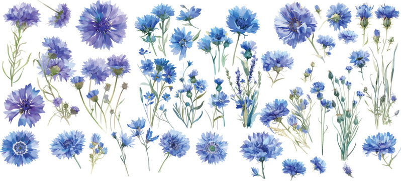 cornflower watercolor clipart | cornflower clipart for graphic resources