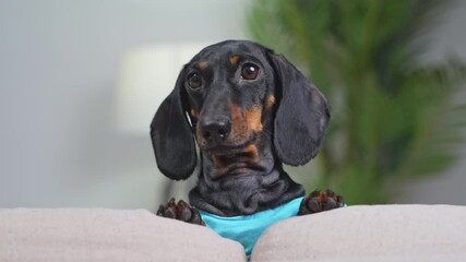 A black and tan dachshund wearing a blue outfit is peeking over the back of a beige couch in a home interior with soft lighting and a green plant in the background