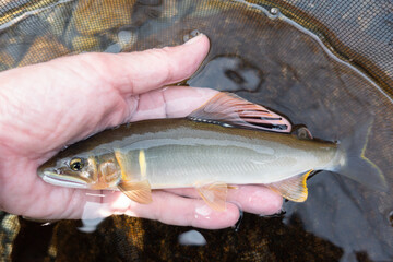 釣りたての奇麗な天然鮎