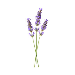 Fototapeta premium Lavender stems with small purple flowers