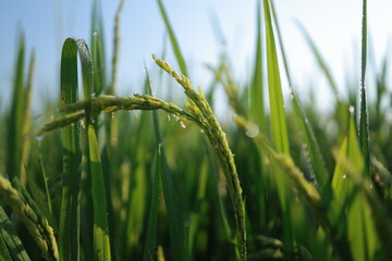 green grass of the sky