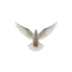 Obraz premium White dove flying with open wings for peace, spirituality, freedom, and hope concept illustrations
