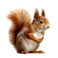 Obraz premium Adorable Red Squirrel Studio Shot on transparent background Wildlife Photography