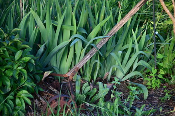 Obraz premium Antique Mower in a Flower Garden