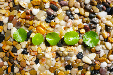 Fresh gotu kola leaves on pebbles.