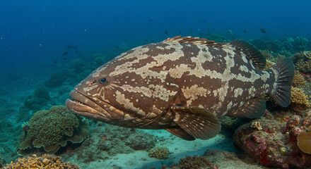 sea turtle and coral reef